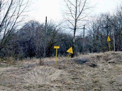 На Украине разворовали сеянцы сосен для Чернобыльской зоны                                                                 - Происшествия и криминал