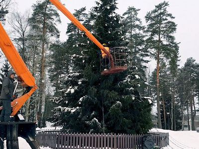 Елка будет натуральной! Может, кто-то из жителей захочет ее подарить городу? - В Висагинасе