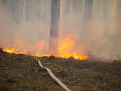 СОГГ: лесной пожар, приближавшийся к Литве со стороны Белоруссии, локализован - Литва и страны Балтии