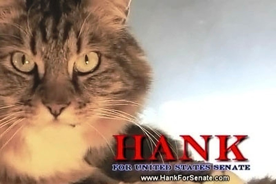 В Сенат США баллотируется кот                                 - Хобби, отдых и развлечения