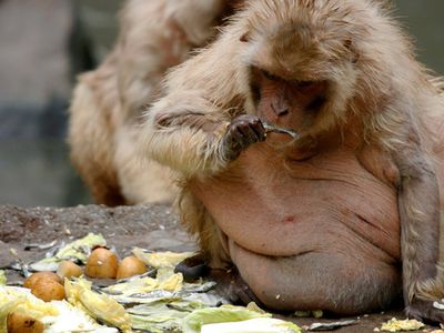 Блокирующий чувство голода укол позволил быстро снизить вес - Это интересно