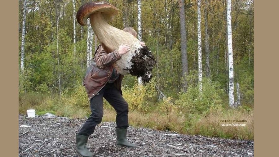 Как правильно собирать грибы - Это интересно