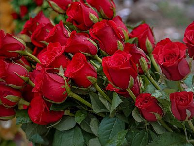 Премьер-министр поздравила пожарных-спасателей с их профессиональным праздником - Поздравления