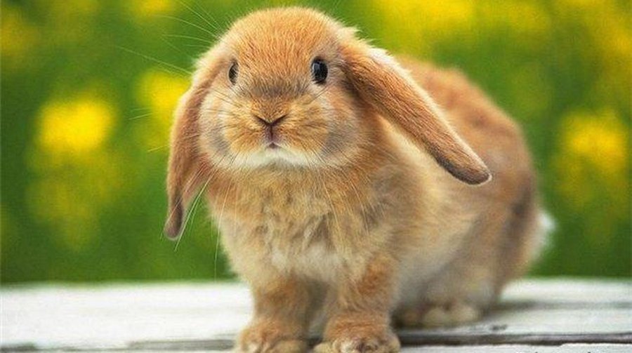 Кроликов, заполонивших Стокгольм, перерабатывают на биотопливо - Наука и здоровье