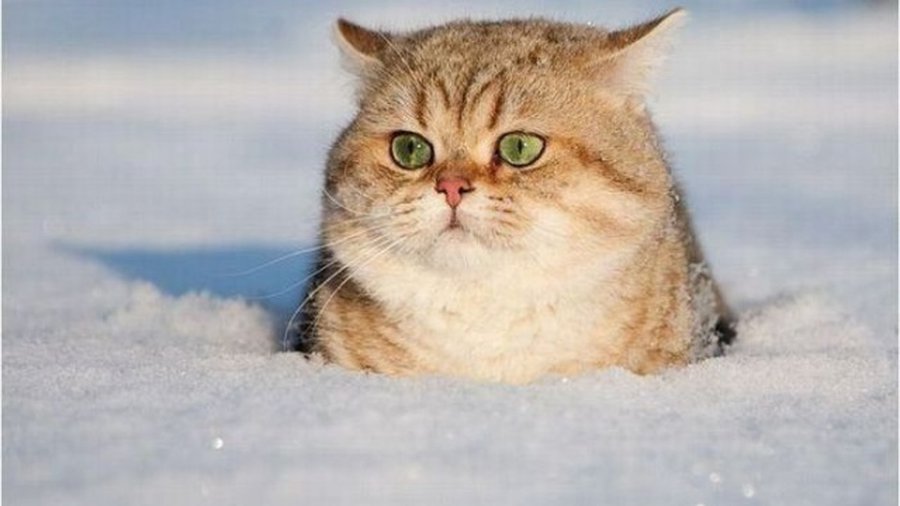 МОЖНО ЛИ ПОХУДЕТЬ С ПОМОЩЬЮ ХОЛОДА? - Наука и здоровье