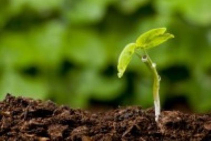 Nelaimės zonoje Japonija planuoja futuristinį ūkį - Pasaulyje