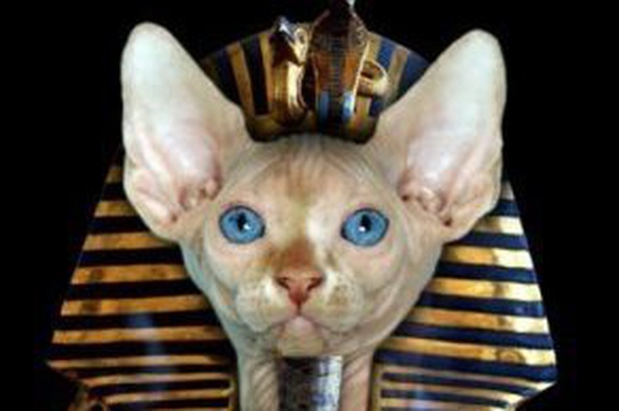 Вернуть сфинкса                                                                         - Происшествия и криминал