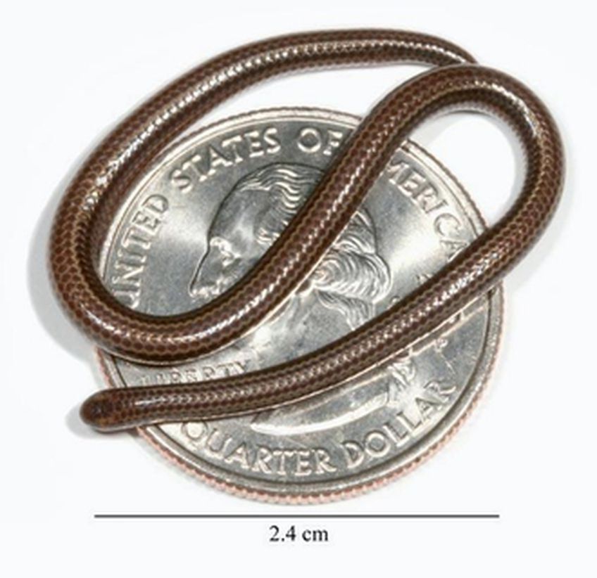 Найдена самая маленькая в мире змея