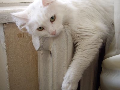 Компенсации получим сразу за 4 месяца                                 - В Висагинасе