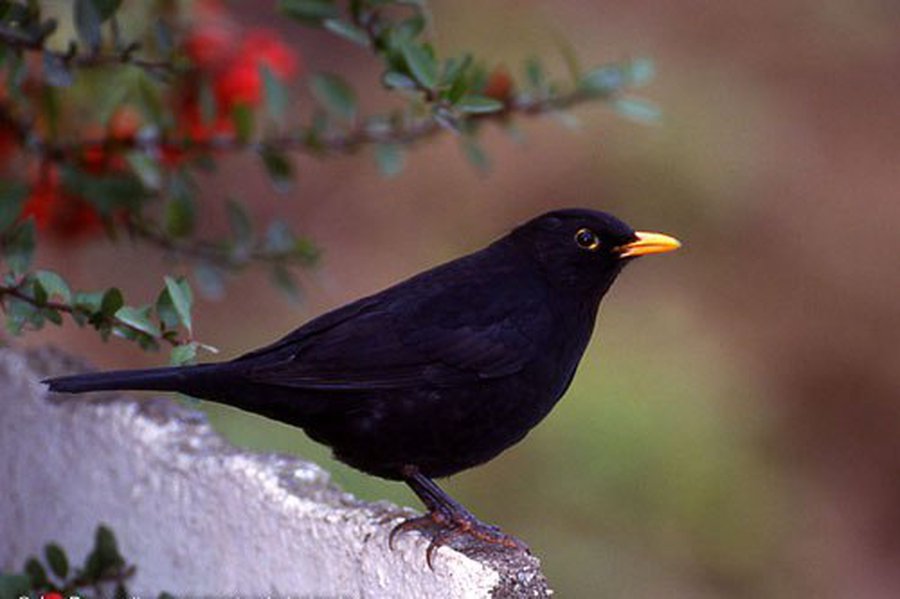 Пение черных дроздов — лучшее лекарство от мигрени                                 - Наука и здоровье