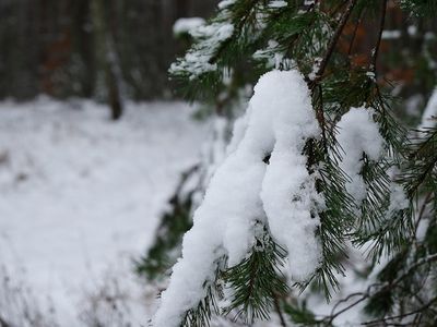 Как следят за зелёными зонами Висагинаса - В Висагинасе