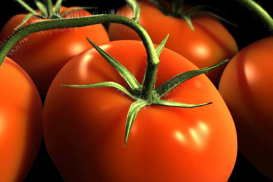 Помидор — источник молодости - Наука и здоровье