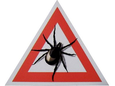 Признаки клещевого энцефалита - Наука и здоровье