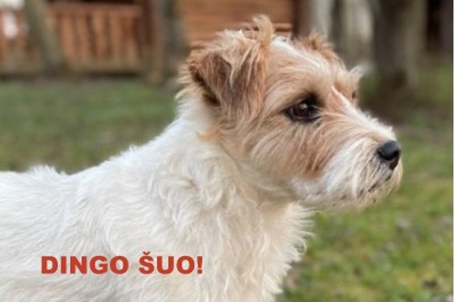 Dingo šuo! - Pamesta ir rasta