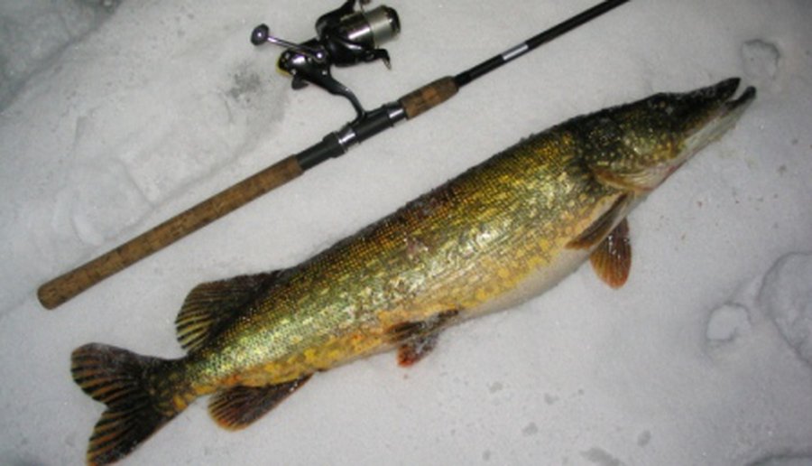 Горячая линия TTS: Когда будет разрешена ловля щуки? - В Висагинасе