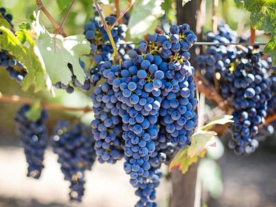 ГПВС: Литва стала официальной страной виноградарей - Литва и страны Балтии