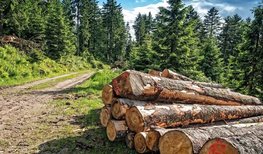 В Вильнюсском районе из-за нашествия короеда-типографа объявлено стихийное бедствие - Новости регионов