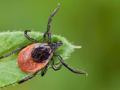 В Шяуляй от клещевого энцефалита скончался мужчина - Литва и страны Балтии