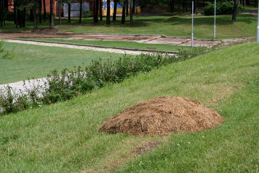 Куда увозят траву с городских газонов? - В Висагинасе