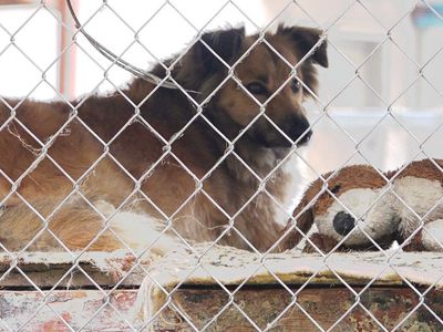 Помогите приюту «GYVŪNŲ ŠANSAS»! - Реклама