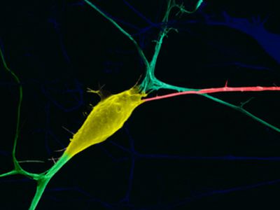 Думать — вредно, или Как мышление ухудшает ДНК - Наука и здоровье
