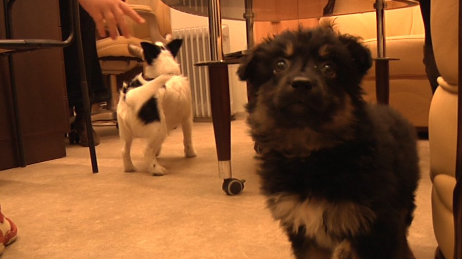 Помоги мне! - В Висагинасе