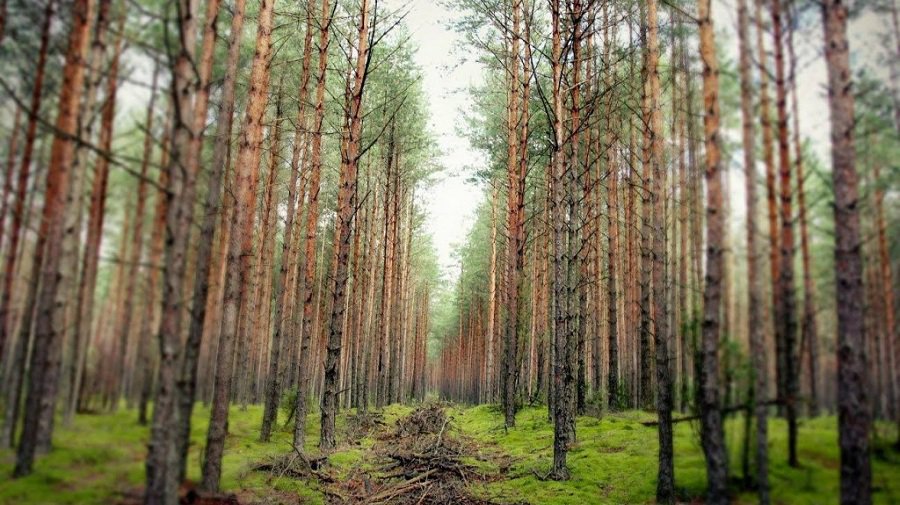 Создается комиссия по охране и культивированию зеленых насаждений - В Висагинасе