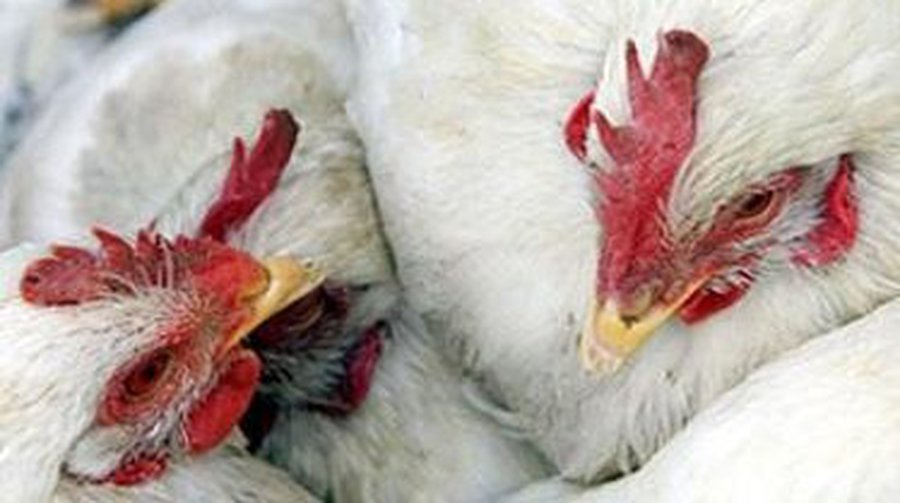 Американские супруги держали в квартире более 100 животных - Хобби, отдых и развлечения