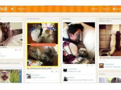 Создана кошачья социальная сеть - Хобби, отдых и развлечения