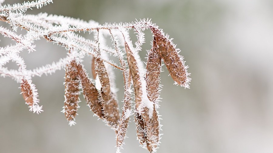 Погода в Литве все больше напомнит зимнюю - Литва и страны Балтии