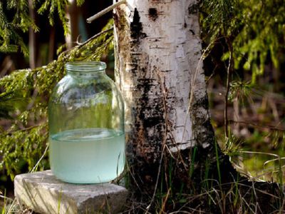 С наступлением весны начинается сезон любителей березового сока - Хобби, отдых и развлечения