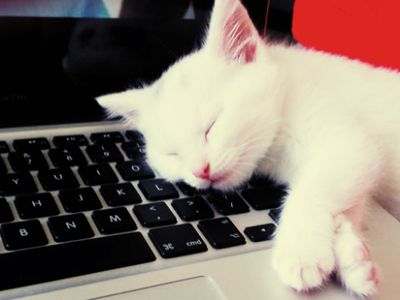 Американские эксперты оценили стоимость испорченных котами нетбуков - IT новости