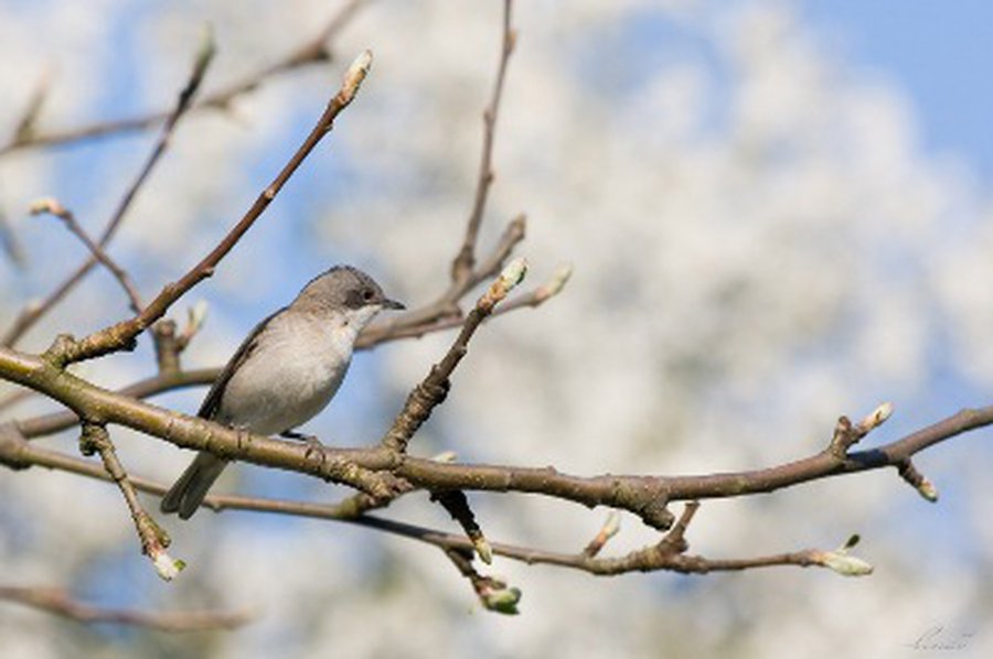 Laukiama permainingų orų - Lietuva ir Baltijos šalys