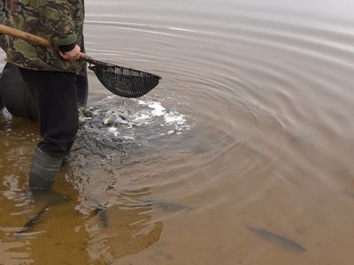 Караси в Висагинском озере будут крупные! - В Висагинасе