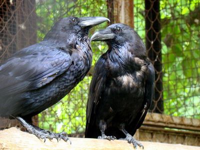Биологи выявили у воронов память о друзьях и врагах                                                                                                 - Наука и здоровье