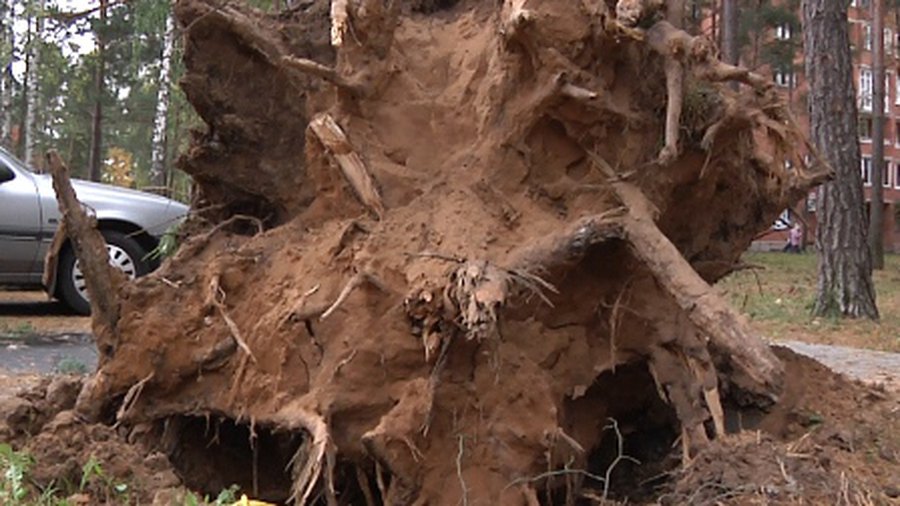 Буря прошла, какие последствия? - В Висагинасе