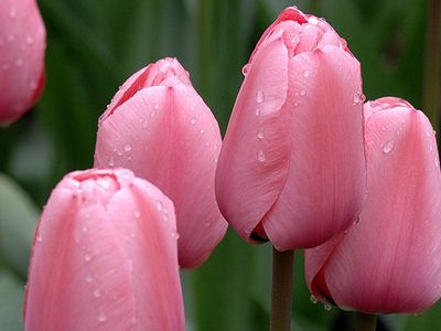 Милым женщинам...                                 - Новости TTS