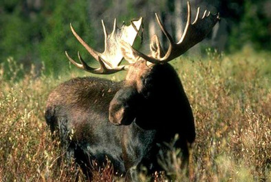 Лось не пострадал - Происшествия и криминал