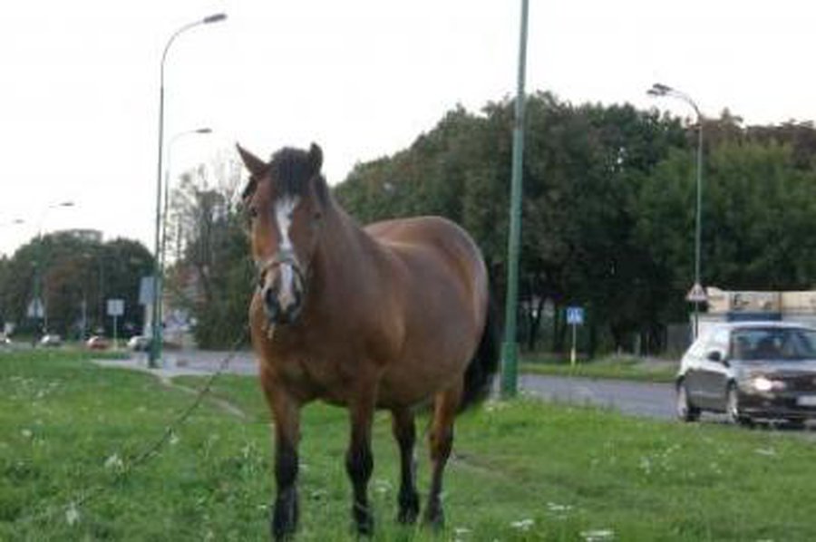   Informuoja policijos komisariatas                                                                               - Įvykiai ir kriminalas