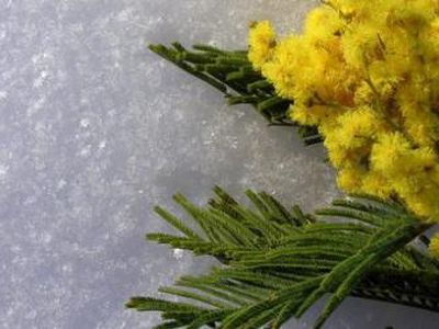 С Международным женским днем! - Новости TTS