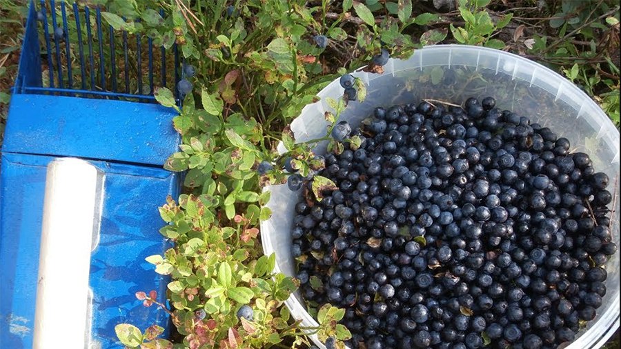 Браконьеры под прицелом граждан: количество жалоб увеличилось более чем в 10 раз - В Висагинасе