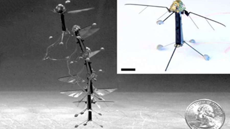 Насекомые подарили роботам свои глаза - Наука и здоровье