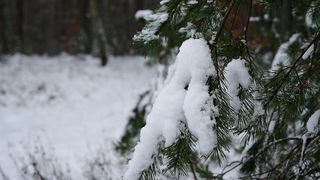Как следят за зелёными зонами Висагинаса