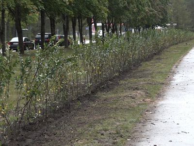Обновление зеленых насаждений (фотогалерея) - В Висагинасе