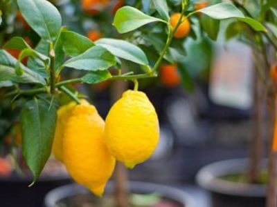 Лимонадная диета выводит шлаки из организма - Наука и здоровье