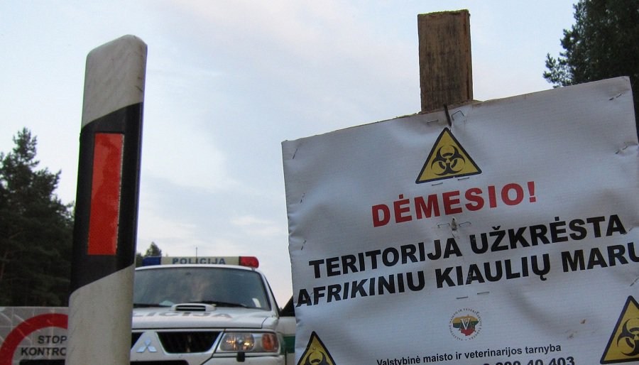 Очаг АСЧ установлен в Алитусском районе - Литва и страны Балтии