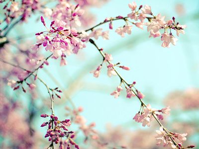 Прогноз: весна в Литве наступит вовремя - Литва и страны Балтии