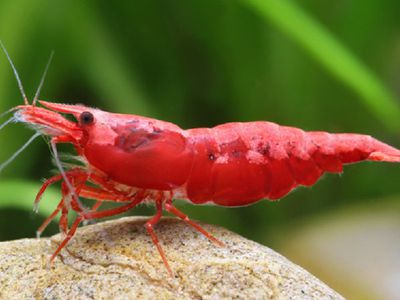 В магазинах и ресторанах скоро появятся литовские креветки - Экономика и бизнес