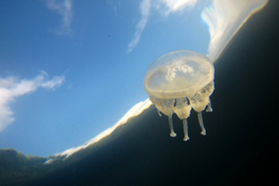 В Израиле медузы остановили работу электростанции                 - Хобби, отдых и развлечения