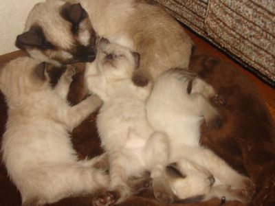 Участник №26 конкурса «Мой домашний любимец» - Конкурсы для читателей